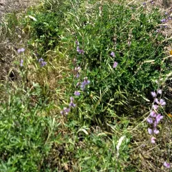 Santa Rosa Plateau Ecological Reserve - Temecula