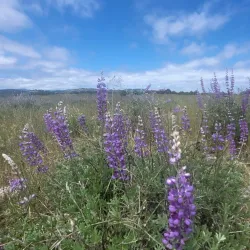 Santa Rosa Plateau Ecological Reserve - Temecula