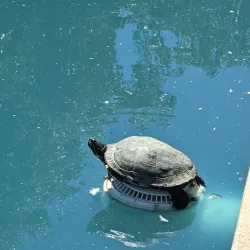 Temecula Duck Pond Park - Temecula