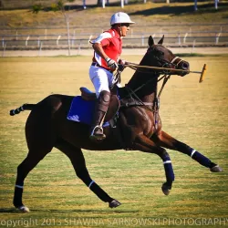Temecula Valley Polo Club - Temecula