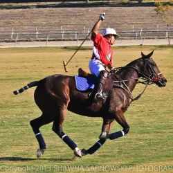 Temecula Valley Polo Club - Temecula