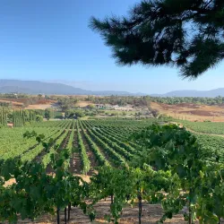 Temecula Valley Wine Country - Temecula