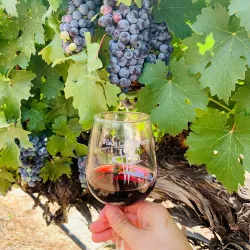 Wilson Creek Winery & Vineyards - Temecula