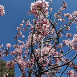 Columbia Park - Torrance
