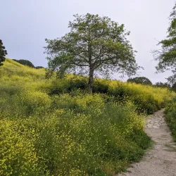 Hesse Park - Torrance