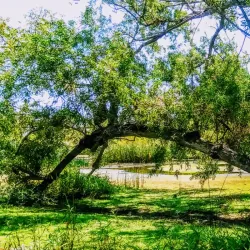 Madrona Marsh Preserve - Torrance