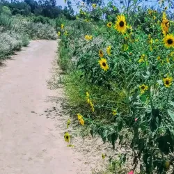 Madrona Marsh Preserve - Torrance