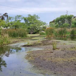 Madrona Marsh Preserve - Torrance