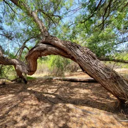 Madrona Marsh Preserve - Torrance