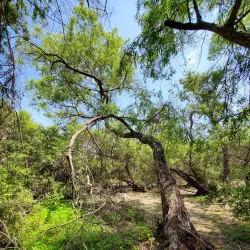 Madrona Marsh Preserve - Torrance