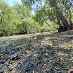 Madrona Marsh Preserve - Torrance