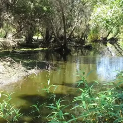 Madrona Marsh Preserve - Torrance