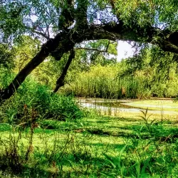 Madrona Marsh Preserve - Torrance