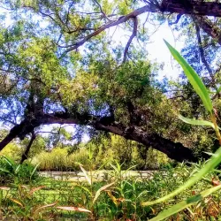 Madrona Marsh Preserve - Torrance