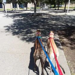 Wilson Park - Torrance