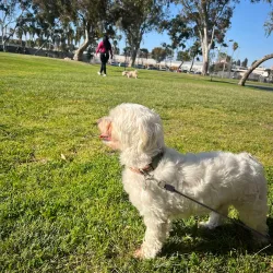 Wilson Park - Torrance