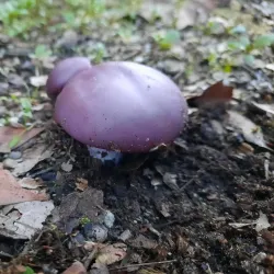 Denair Park - Turlock