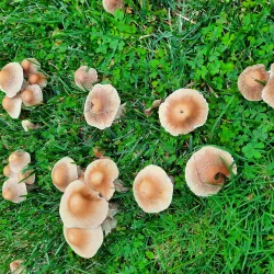 Denair Park - Turlock