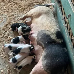 Stanislaus County Fairgrounds - Turlock