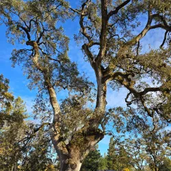 Grace Hudson Museum and Sun House - Ukiah