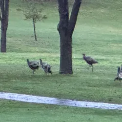 Ukiah Valley Golf Club - Ukiah