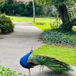 Decoto Heritage Festival - Union City