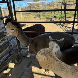 Downtown Vacaville - Vacaville