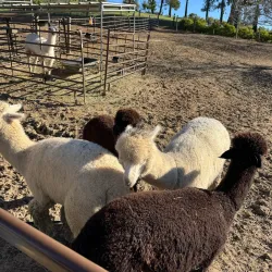 Downtown Vacaville - Vacaville