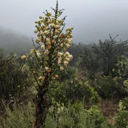 Blue Sky Ecological Reserve - Valley Center