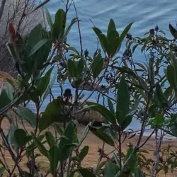 Lake Wohlford - Valley Center