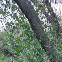 Lake Wohlford - Valley Center