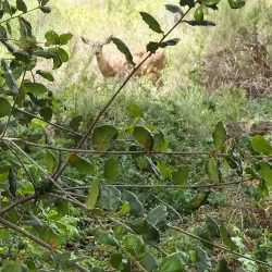 Lake Wohlford - Valley Center