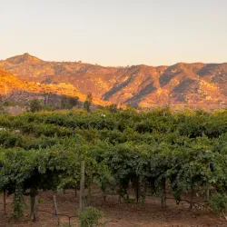 Orfila Vineyards and Winery - Valley Center