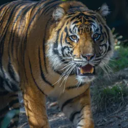 San Diego Zoo Safari Park (nearby) - Valley Center