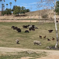 San Diego Zoo Safari Park (nearby) - Valley Center