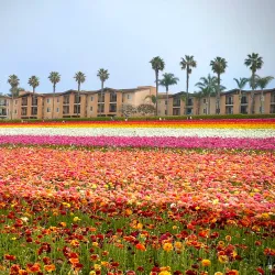 The Flower Fields at Carlsbad Ranch (nearby) - Valley Center