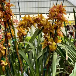 The Flower Fields at Carlsbad Ranch (nearby) - Valley Center