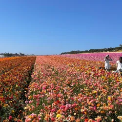 The Flower Fields at Carlsbad Ranch (nearby) - Valley Center