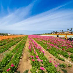 The Flower Fields at Carlsbad Ranch (nearby) - Valley Center
