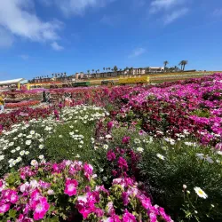 The Flower Fields at Carlsbad Ranch (nearby) - Valley Center
