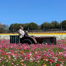 The Flower Fields at Carlsbad Ranch (nearby) - Valley Center