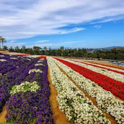 The Flower Fields at Carlsbad Ranch (nearby) - Valley Center