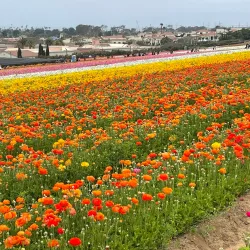 The Flower Fields at Carlsbad Ranch (nearby) - Valley Center