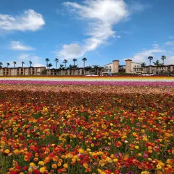 The Flower Fields at Carlsbad Ranch (nearby) - Valley Center