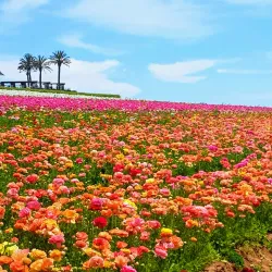 The Flower Fields at Carlsbad Ranch (nearby) - Valley Center