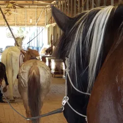 Valley Center Equestrian Center - Valley Center