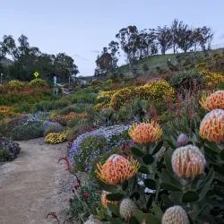 Ventura Botanical Gardens - Ventura