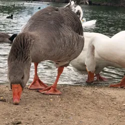 Hesperia Lake Park - Victorville