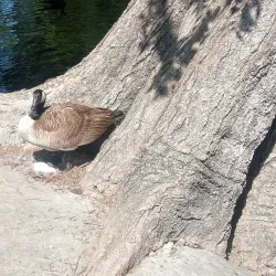 Mooney Grove Park - Visalia