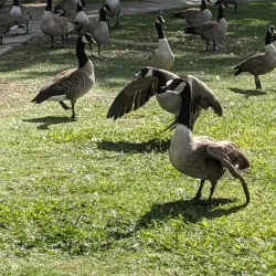 Mooney Grove Park - Visalia